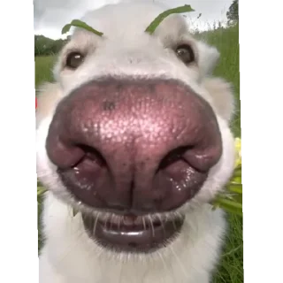 Sticker from Dogs