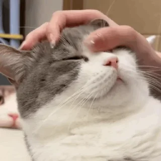 Sticker from 猫猫动图