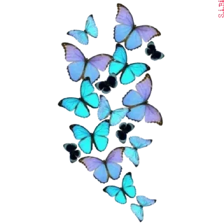 🦋 emoji Graphics pack @sticker_pack_channel — @stckrRobot Telegram sticker 14 of 76