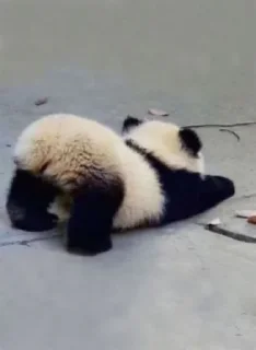 🐼 emoji panda Telegram sticker 11 of 11