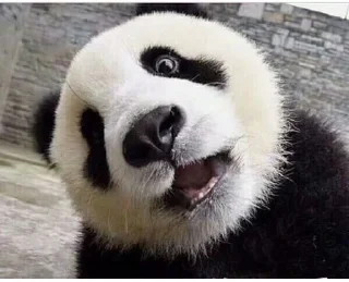 Sticker from panda
