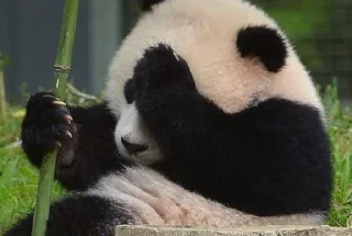 🐼 emoji panda Telegram sticker 6 of 11