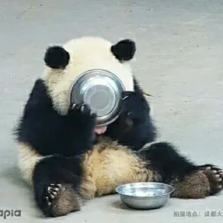 🐼 emoji panda Telegram sticker 9 of 11