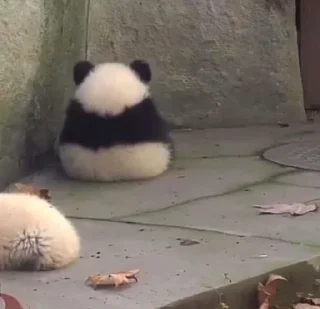 🐼 emoji panda Telegram sticker 8 of 11