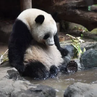 Sticker from panda