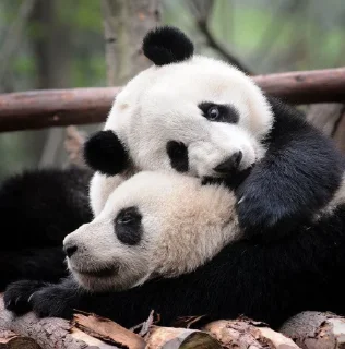 Sticker from panda