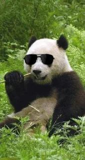 Sticker from panda