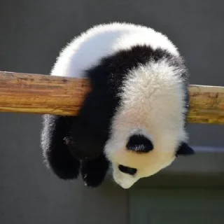🐼 emoji panda Telegram sticker 10 of 11