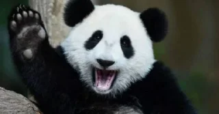 🐼 emoji panda Telegram sticker 5 of 11
