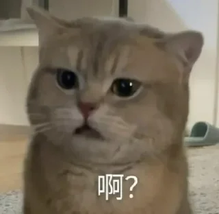 🐱 emoji 啊？ 静态贴纸包(1) Telegram sticker 7 of 75