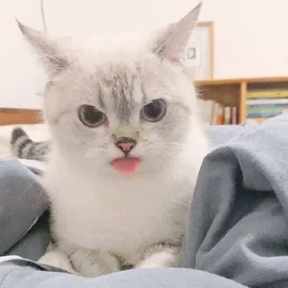 Sticker from meow meow meow