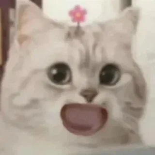 Sticker from 猫猫表情包 👉 @biaoqing8