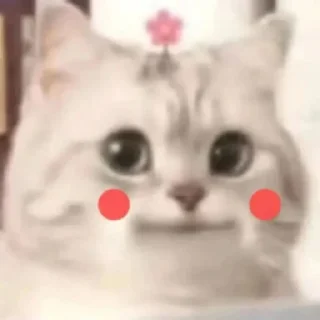 Sticker from 猫猫表情包 👉 @biaoqing8