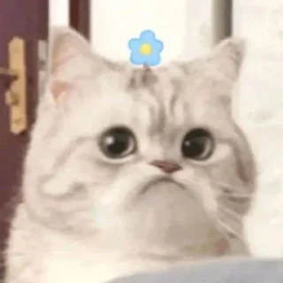 Sticker from 猫猫表情包 👉 @biaoqing8