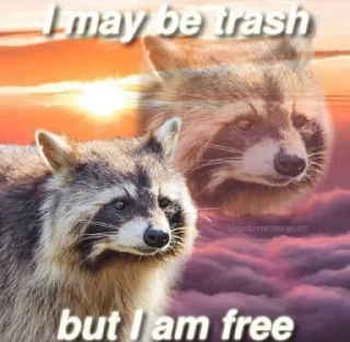 Sticker from Racoon 🦝