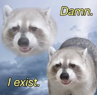 Sticker from Racoon 🦝