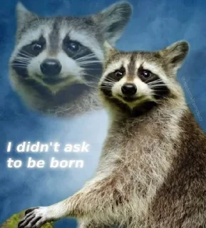 Sticker from Racoon 🦝