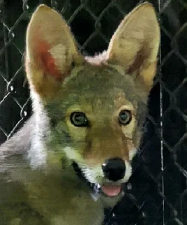 Sticker from Coyote time!