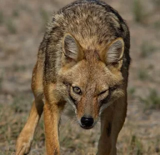 Sticker from Coyote time!