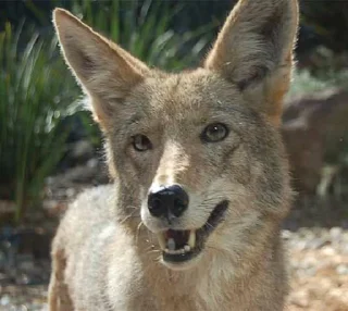 Sticker from Coyote time!