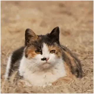 🐱 emoji @llc1123 动图包 Telegram sticker 24 of 50
