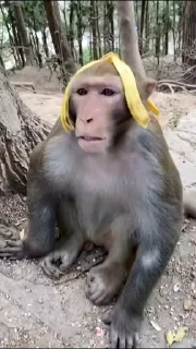 🐒 emoji Dhruv's 🇮🇳 Video Pack Telegram sticker 2 of 50