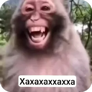 🤣 emoji @boboyev_diyor Telegram sticker 14 of 82