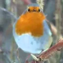 Sticker from Birb