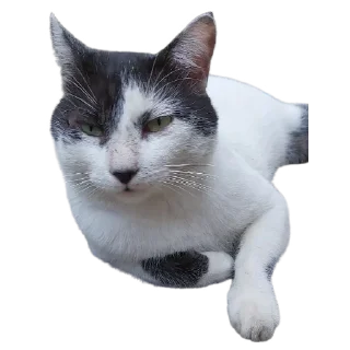 🤨 emoji </swx>s kang pack Telegram sticker 15 of 120