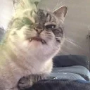 Sticker from Cat memes 1