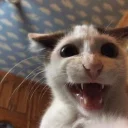 Sticker from Cat memes 1