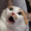 Sticker from Cat memes 1