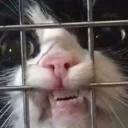 Sticker from Cat memes 1