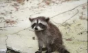 Sticker from Raccoons