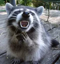 Sticker from Raccoons
