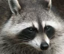 Sticker from Raccoons