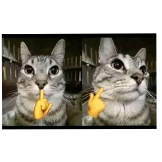 🐱 emoji @GabrielARK's WhiterRobot v1 Telegram sticker 18 of 120