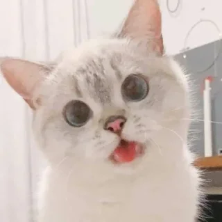 Sticker from meow meow meow