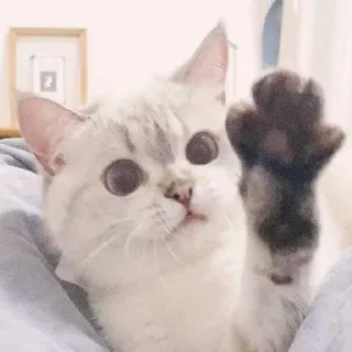 Sticker from meow meow meow