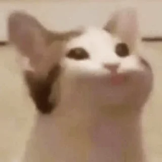 Sticker from Miao meme