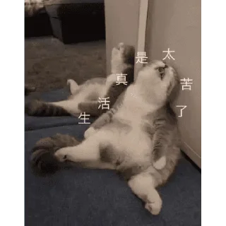 😊 emoji Miao meme Telegram sticker 20 of 20