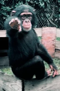 👉 emoji Pacote do Maranhão 2: O Retorno do Macaco Telegram sticker 7 of 120