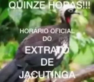 🐤 emoji Pacote do Maranhão 2: O Retorno do Macaco Telegram sticker 8 of 120