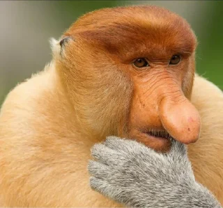 🤔 emoji Pacote do Maranhão 2: O Retorno do Macaco Telegram sticker 11 of 120