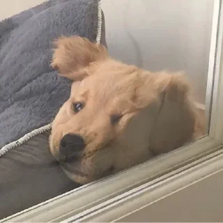 😊 emoji Animal meme package Telegram sticker 12 of 35