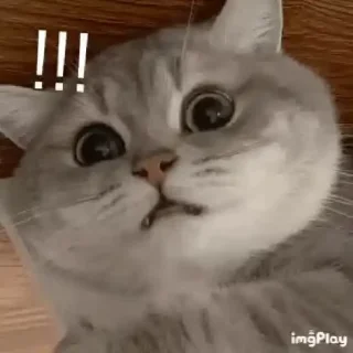 😊 emoji Animal meme package Telegram sticker 16 of 35