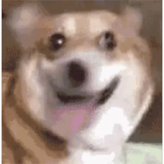 😊 emoji Animal meme package Telegram sticker 21 of 35