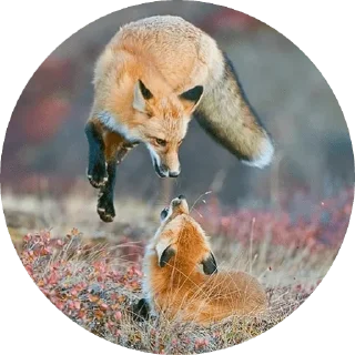 Sticker from Foxes 3D