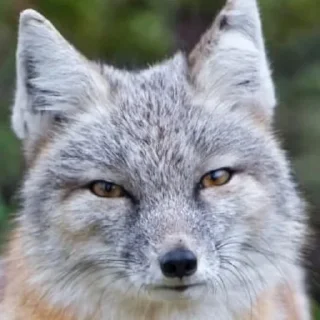 Sticker from Foxes 3D