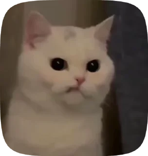 😽 emoji Andrómeda Video Steal Pack 1 Telegram sticker 12 of 50